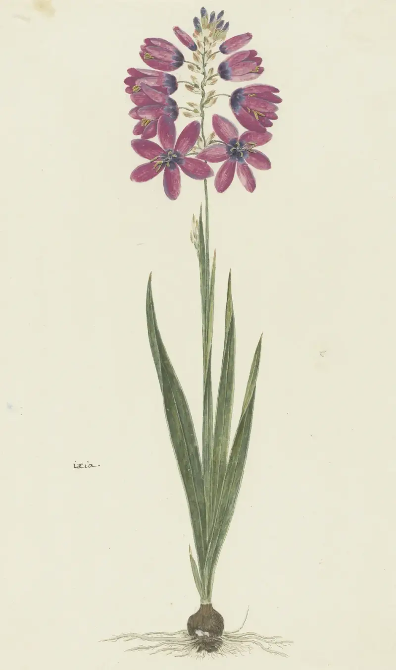 Ixia lutea Eckl. var. ovata. av Robert Jacob Gordon