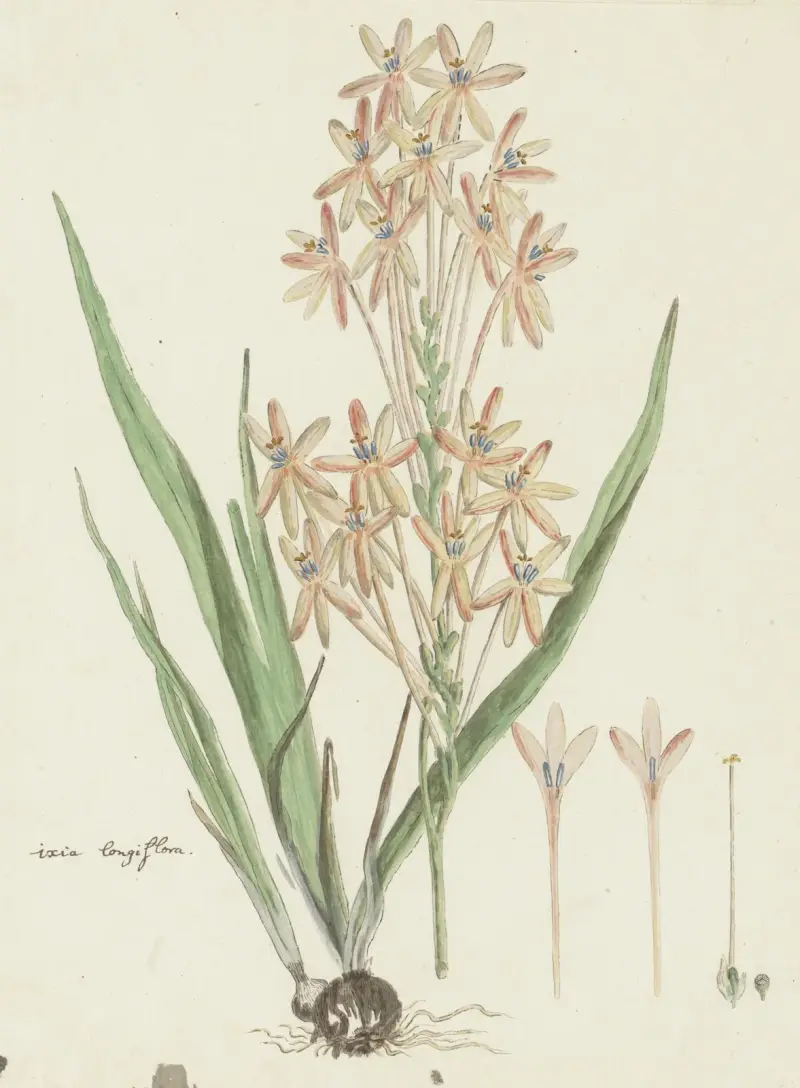 Ixia paniculata D. Delaroche, Robert Jacob Gordon