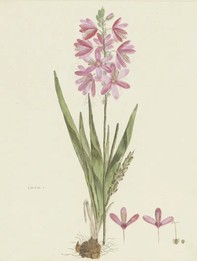 Ixia patens Aiton av Robert Jacob Gordon