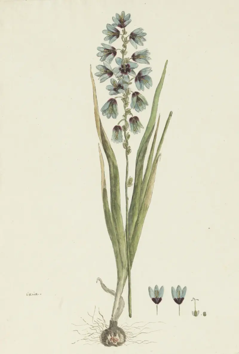 Ixia viridiflora Lam., Robert Jacob Gordon