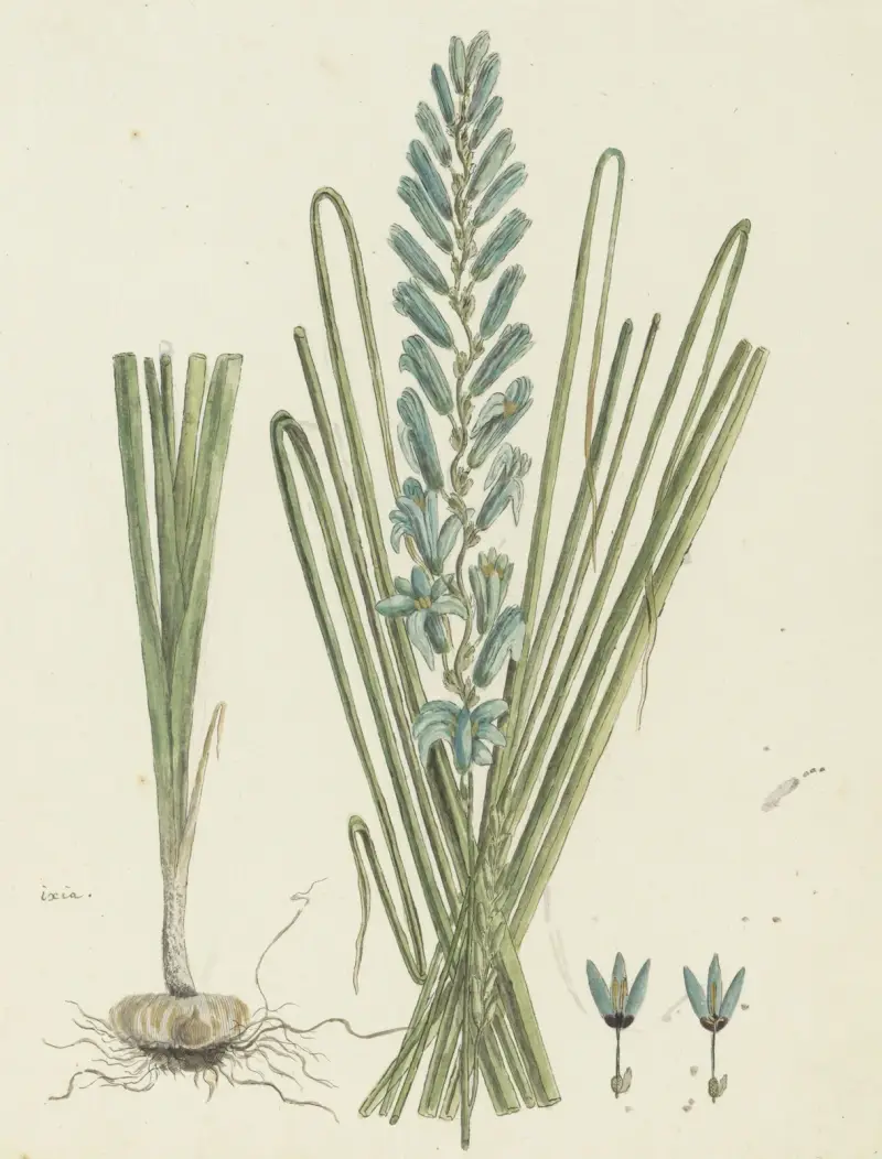 Ixia viridiflora (Türkise Ixia) von Robert Jacob Gordon