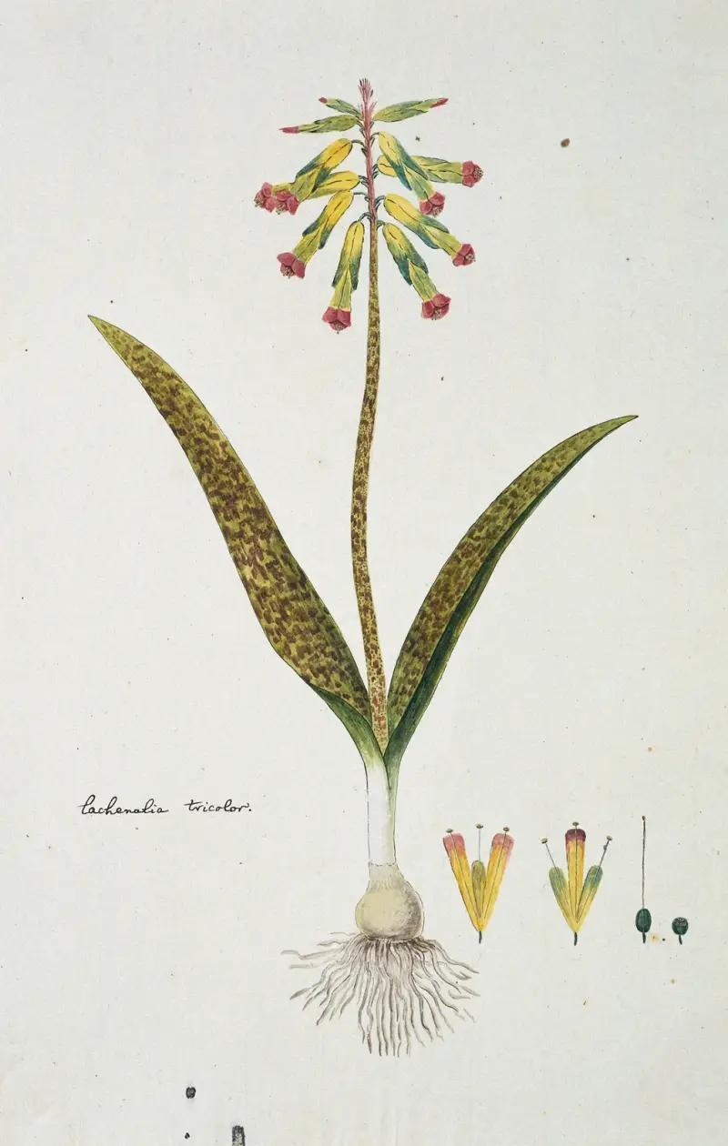 Lachenalia aloides (L.f.) Engl. var. aloides (Opal flowers) av Robert Jacob Gordon