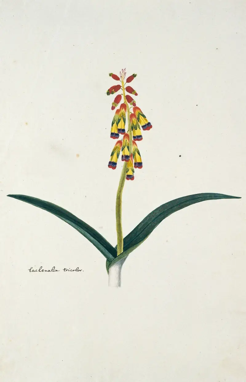 Lachenalia aloides (L.f.) Engl. var. quadricolor von Robert Jacob Gordon