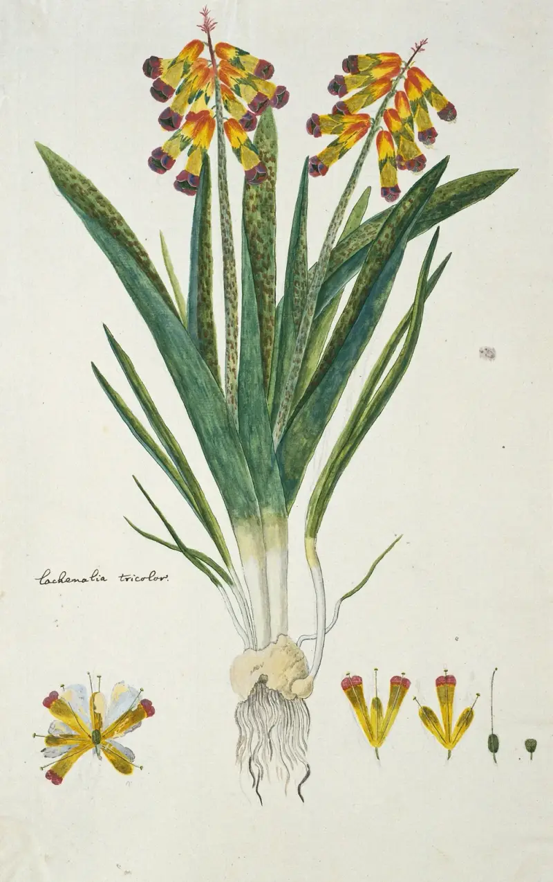 Lachenalia aloides (L.f.) Engl. var. quadricolor (Opal flower) av Robert Jacob Gordon