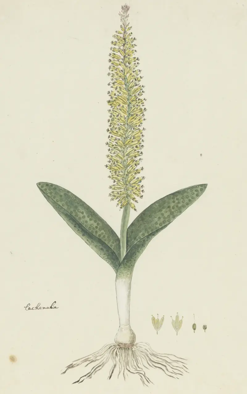 Lachenalia arbuthnotiae W.F. Barker (Hyacinth) av Robert Jacob Gordon
