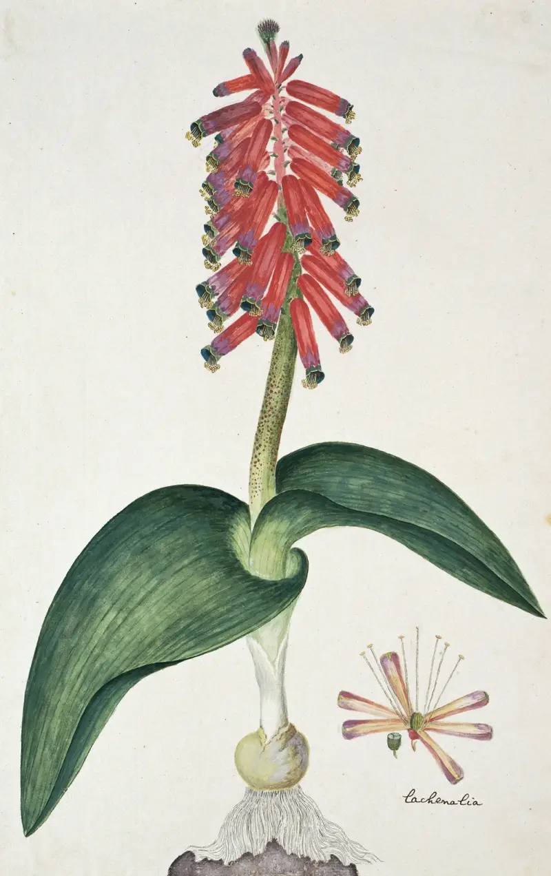 Lachenalia bulbifera (Cirillo) Engl. av Robert Jacob Gordon