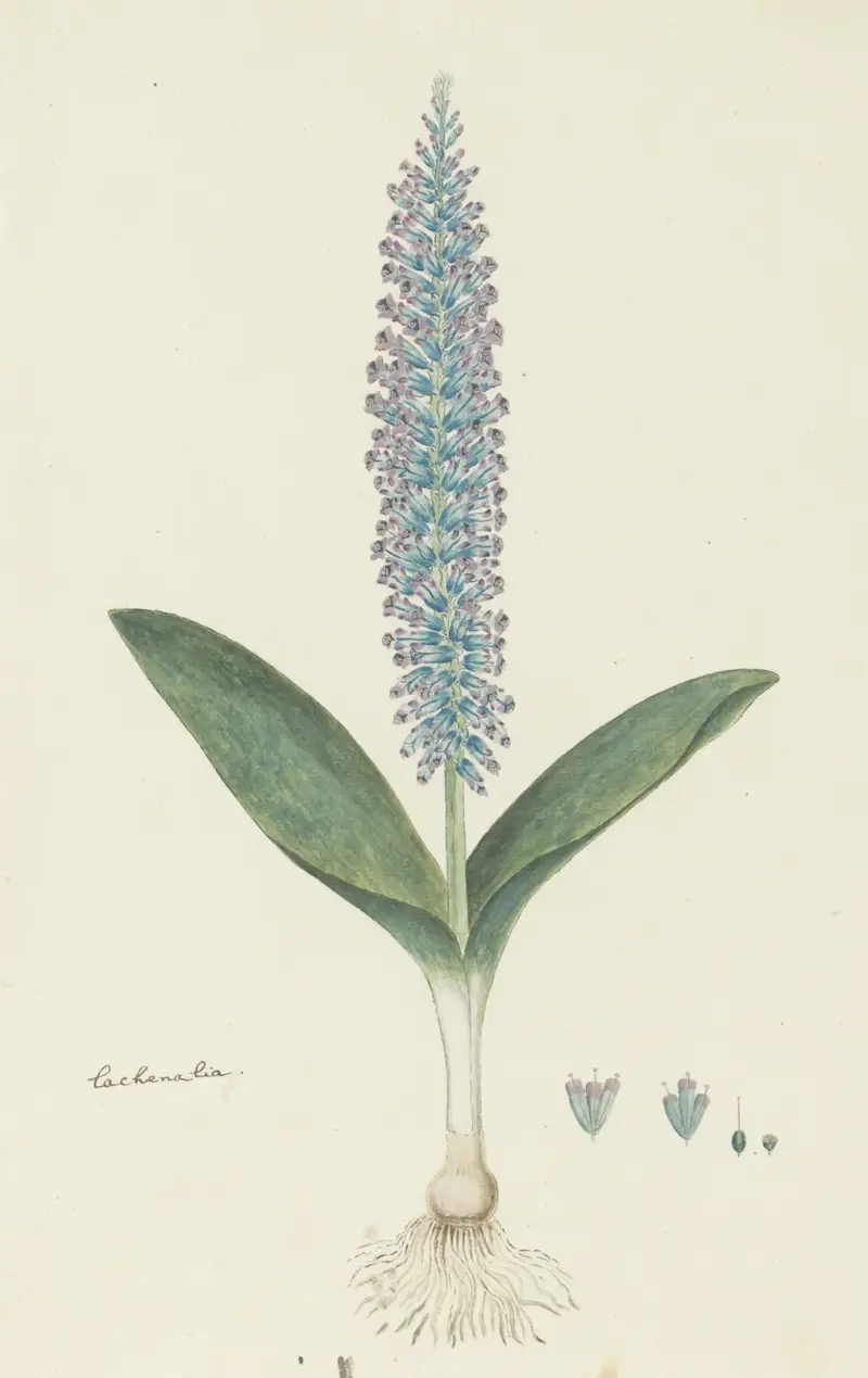 Lachenalia mediana Jacq. av Robert Jacob Gordon