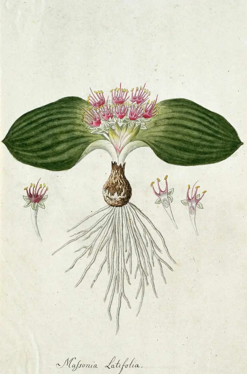 Massonia depressa Houtt von Robert Jacob Gordon