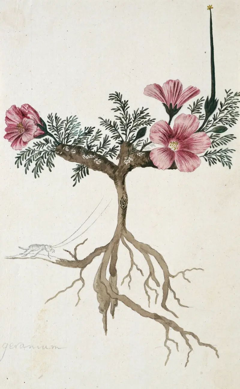 Monsonia multifidum E.Mey. ex Kunth (mit einem Insekt), 1777 – Nr. 2 von Robert Jacob Gordon