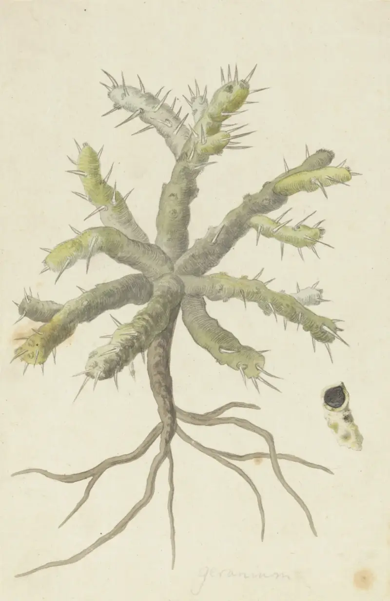 Monsonia patersonii oder Monsonia sp. von Robert Jacob Gordon
