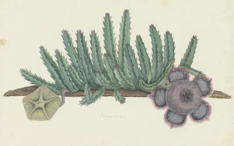 Orbea verrucosa (Masson) L.C. Leach.(SHirsute stapelia) av Robert Jacob Gordon