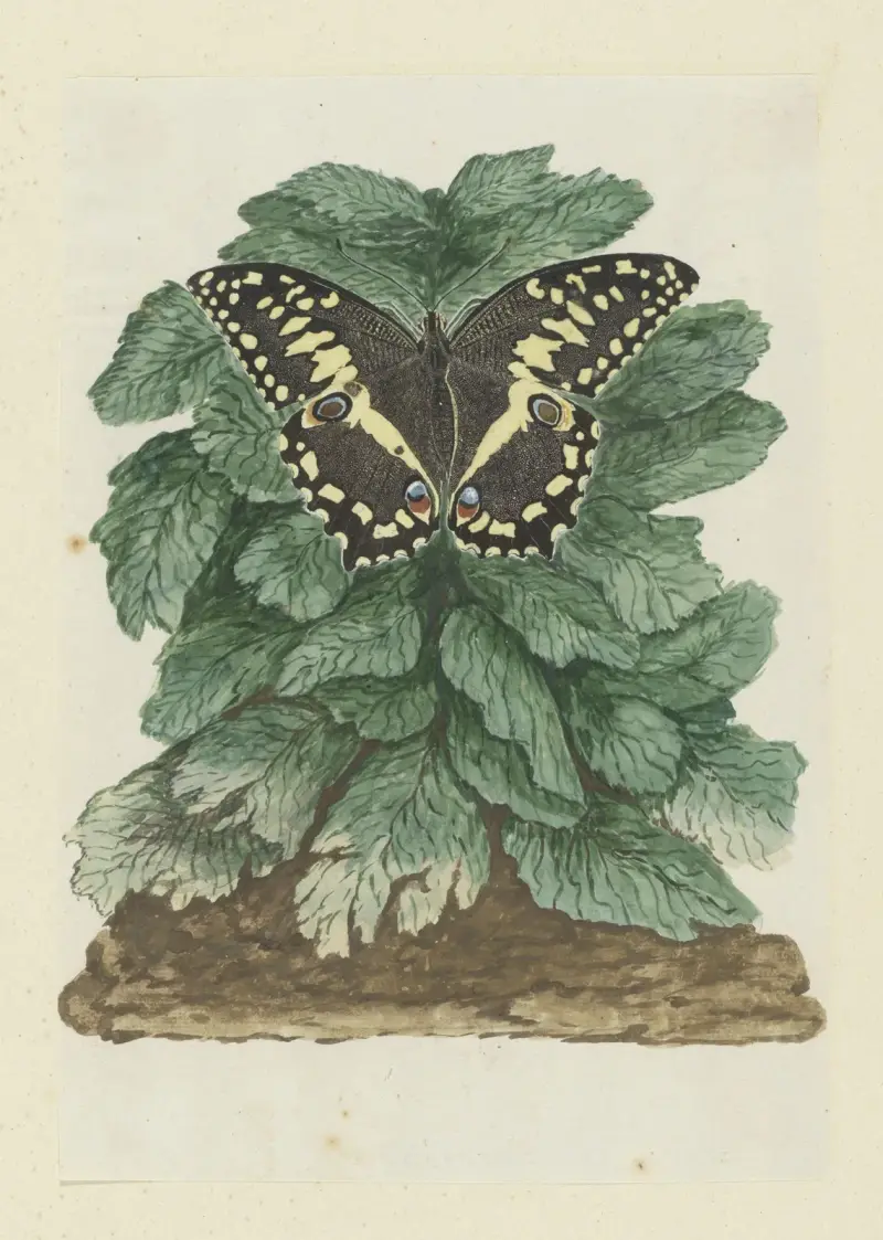 Papilio demodocus (Citrus or Christmas butterfly) on an unidentified plant av Robert Jacob Gordon