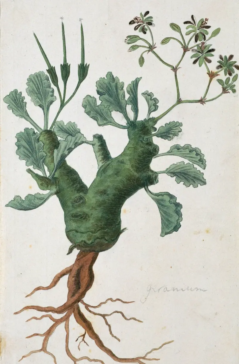 Pelargonium klinghardtense Knuth von Robert Jacob Gordon