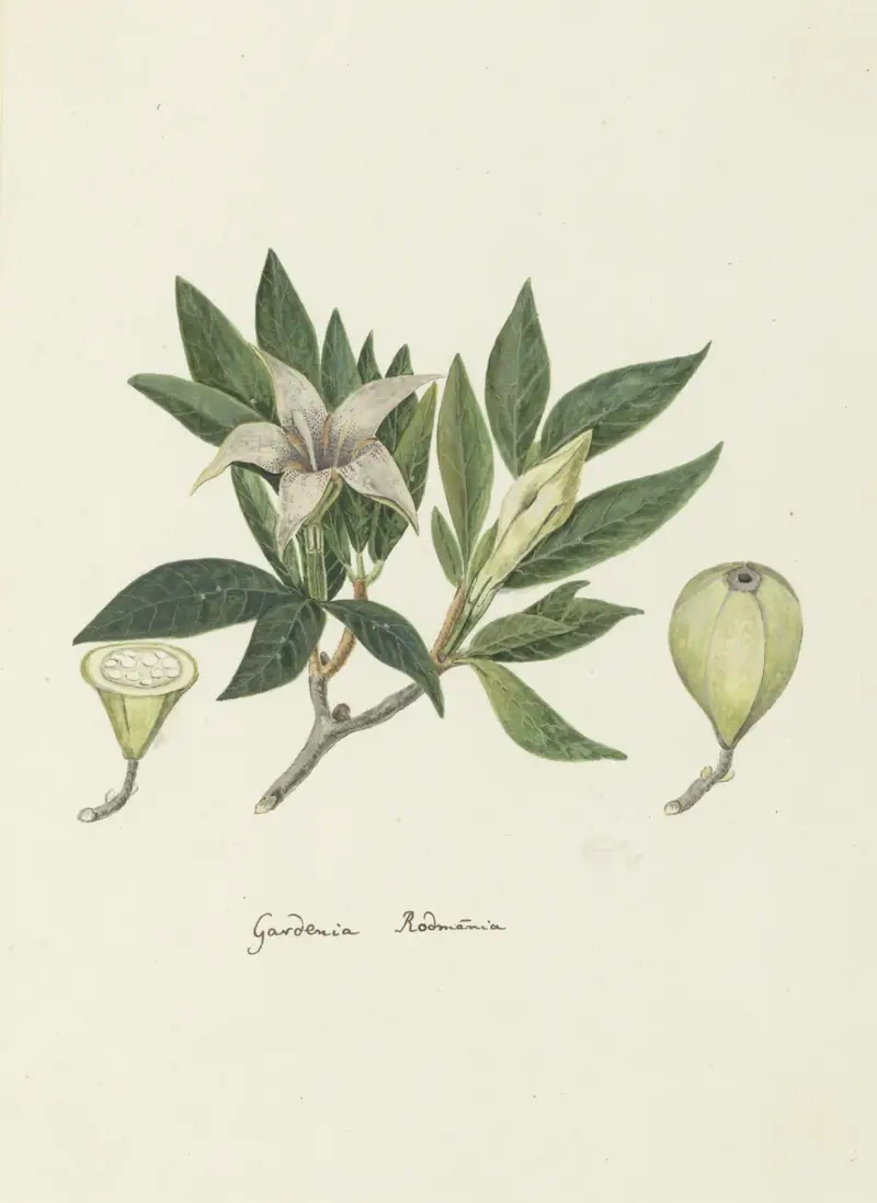 Rothmannia capensis Thunb, formerly gardenia capensis Druce (Wild Gardenia or common Rothmannia) av Robert Jacob Gordon