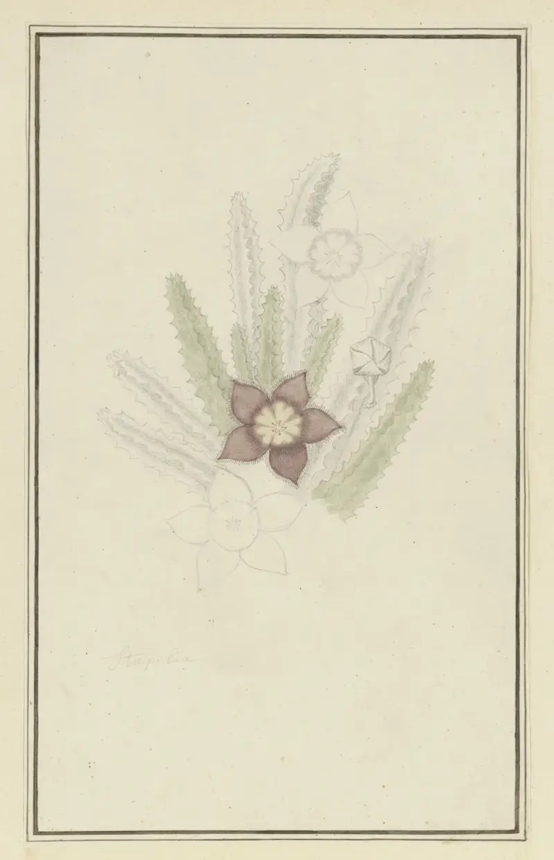 Stapelia hirsuta L. (Aasblume) von Robert Jacob Gordon