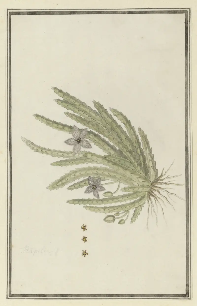 Stapelia paniculata Willd. (Small starfish flower), Robert Jacob Gordon
