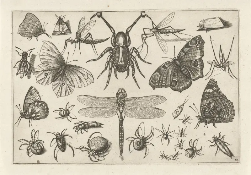 Diversae Insectarum Volatilium Pl.12 av Jacob Hoefnagel
