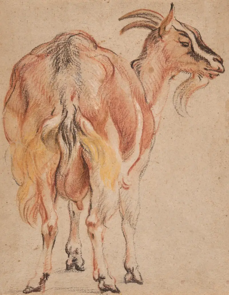 Get av Jacob Jordaens