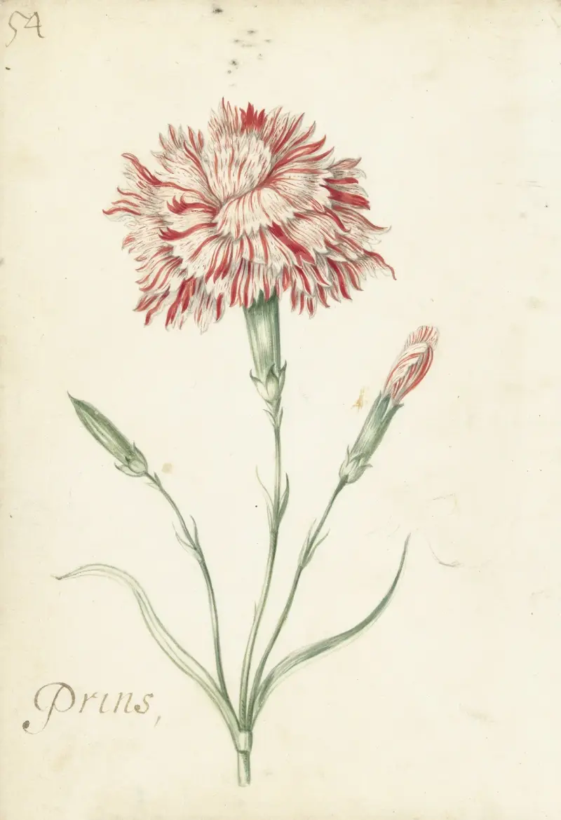 Carnation von Jacob Marrel