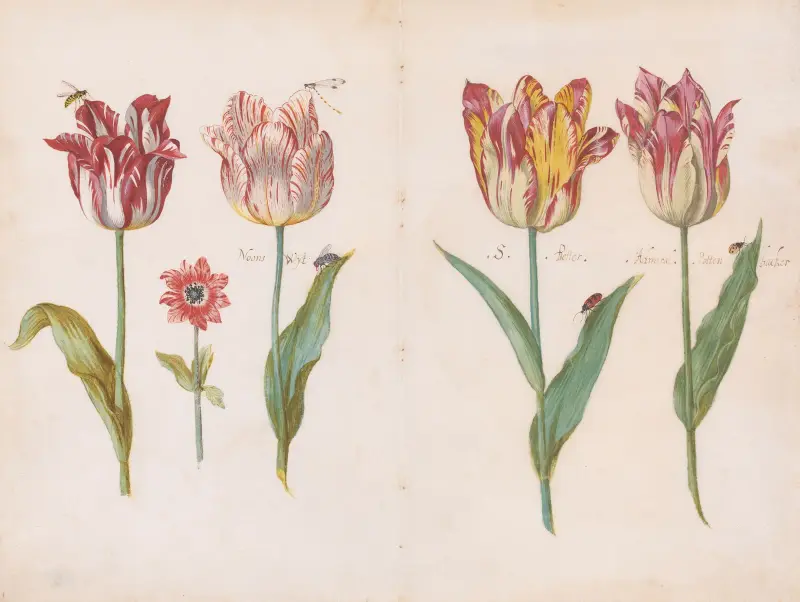 Blatt aus einem Tulpenbuch von Jacob Marrel