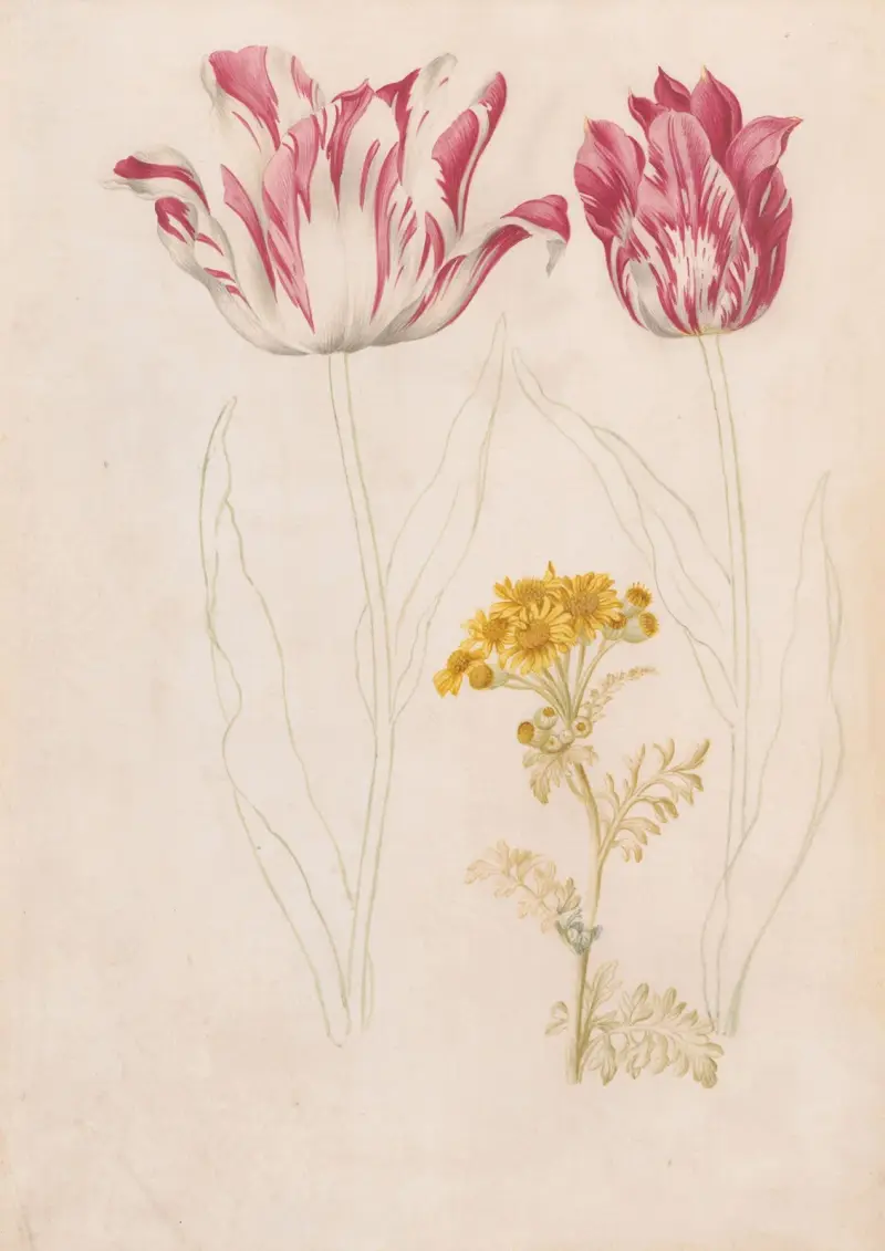 Två tulpaner och en kvist med gula blommor av Jacob Marrel