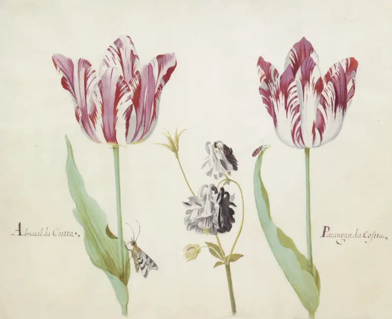 Zwei Tulpen mit Akelei, Nachtfalter und Käfer Admaral da Costta Parangun da Costta von Jacob Marrel