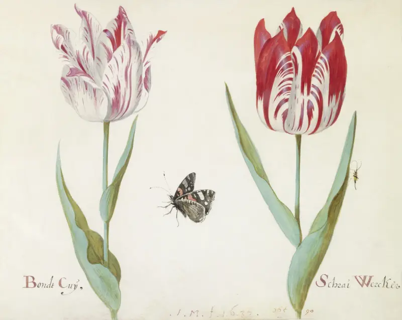 Twee tulpen met atalanta en krekel Bondt Cuy Schrai Wercker av Jacob Marrel
