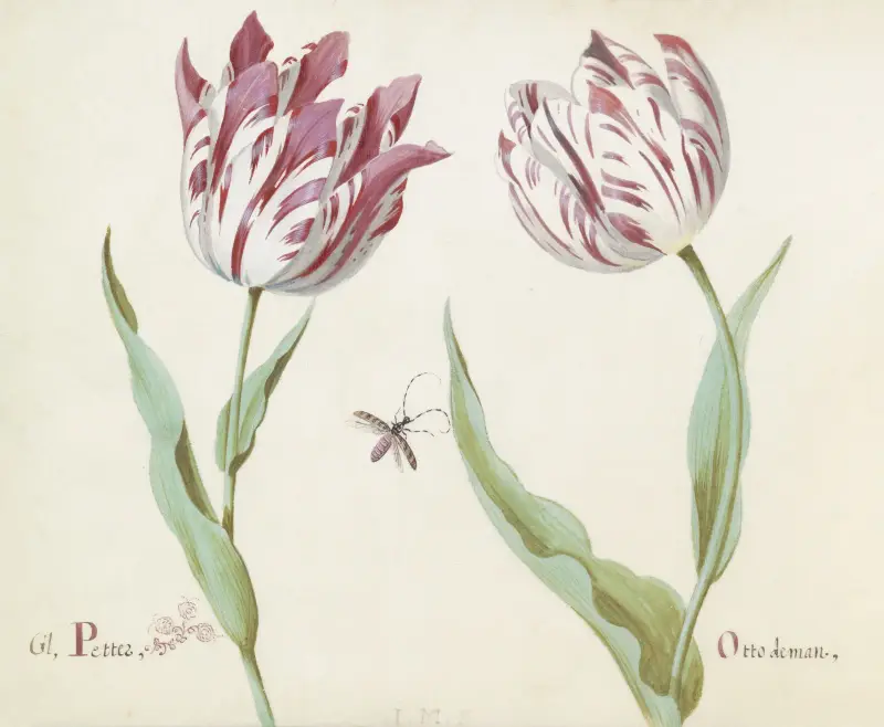 Twee tulpen met insect Gl. Petter Otto de man av Jacob Marrel