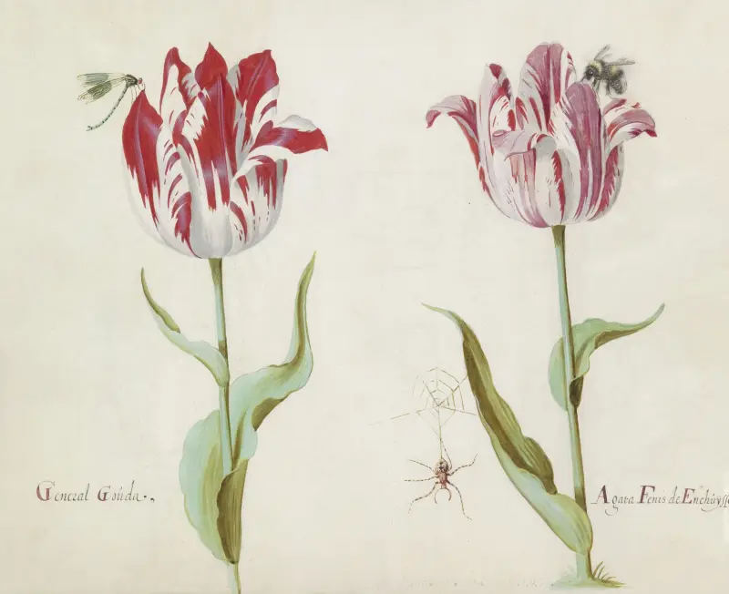 Zwei Tulpen mit Libelle, Spinne und Hummel General Gouda Agata Fenis de Enchuysse von Jacob Marrel