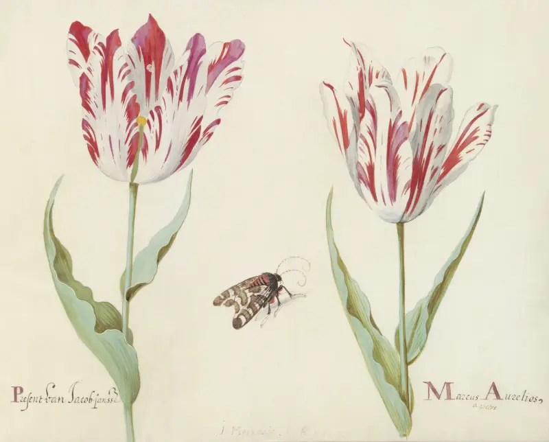 Twee tulpen met nachtvlinder Present van Jacob Jansse Marcus Aurelius av Jacob Marrel
