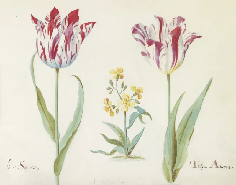 Twee tulpen met plant uit de kruisbloemenfamilie La Sesarea Tulpa Aurora av Jacob Marrel