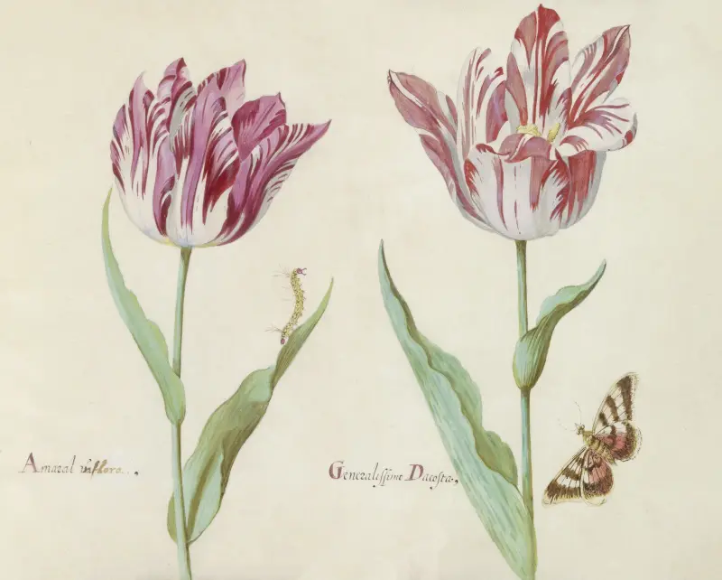 Twee tulpen met rups en vlinder Amaral viflora Generalissimo Dacosta av Jacob Marrel