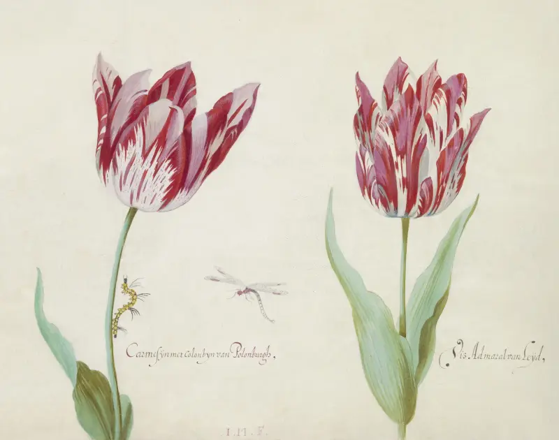 Twee tulpen met rups en waterjuffer Carmesijn met Colonbijn van Polonburgh Viz Admaral van Leijd(en) av Jacob Marrel
