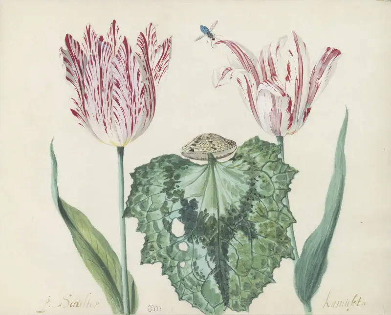 Två tulpaner med snäcka och stort blad, P. Schilter Kamuseta av Jacob Marrel