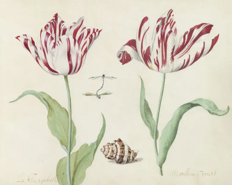 Zwei Tulpen mit Muschel und sich paarenden Libellen La belle Grebielle Morrillion Frucht von Jacob Marrel