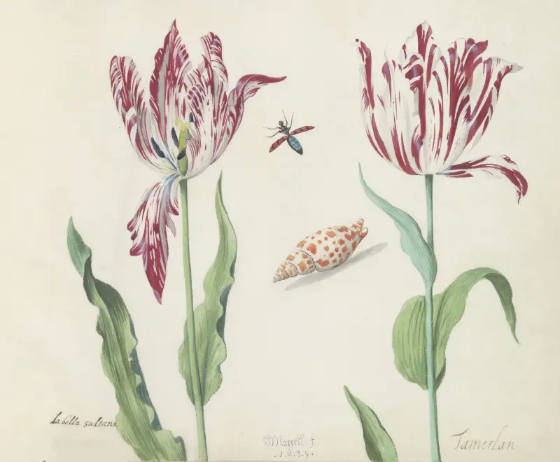 Zwei Tulpen mit Schnecke und fliegendem Käfer La bella sultana Tamerlan von Jacob Marrel