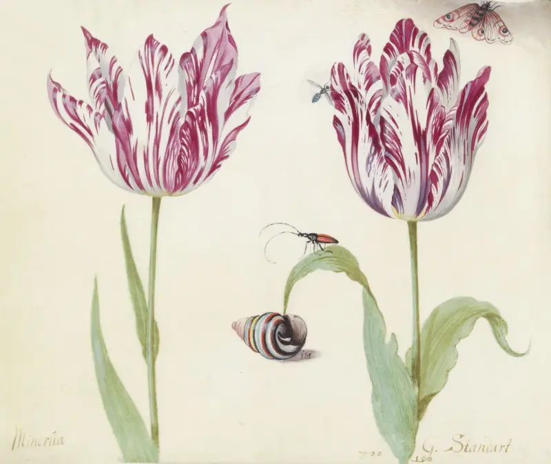 Zwei Tulpen mit Schnecke, Käfer, Fliege und Schmetterling (Minerva G. Standart) von Jacob Marrel