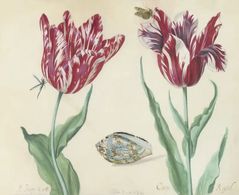 Två tulpaner med snäcka, fjäril och fluga Minerva Orrienthal av Jacob Marrel
