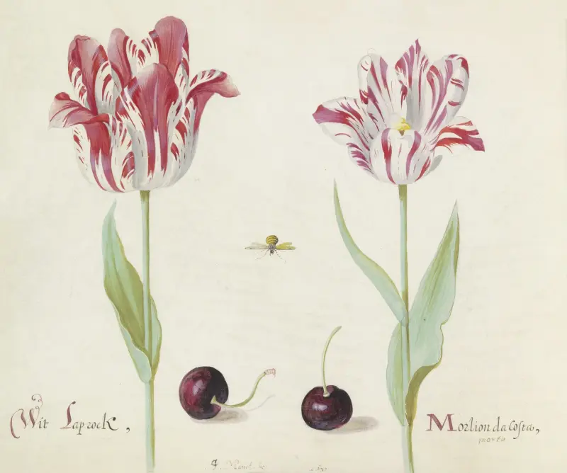 Twee tulpen met twee kersen en bij Wit Laprock Morlion da Costa av Jacob Marrel