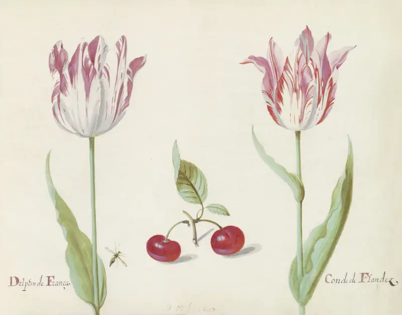 Twee tulpen met twee kersen en vlieg Delphin de Franca Conde de Flandez av Jacob Marrel