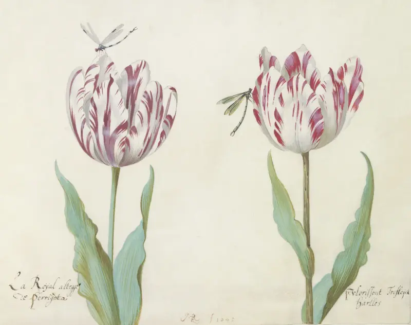 Twee tulpen met twee libellen av Jacob Marrel