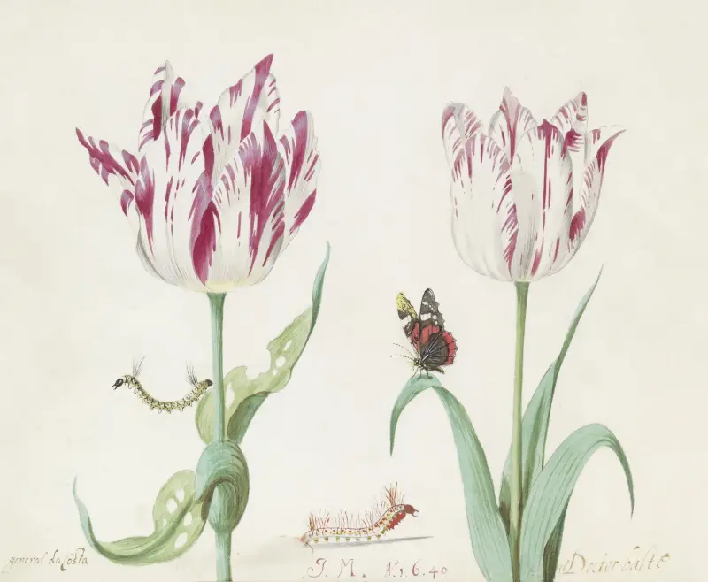 Zwei Tulpen mit zwei Raupen und Atalanta General a Costa g(enera)l Doctor balte von Jacob Marrel