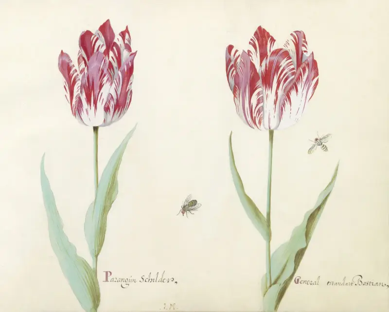 Twee tulpen met twee vliegen Parangun Schilder General estandart Bastian av Jacob Marrel