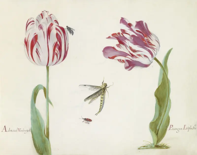 Twee tulpen met vlieg, libelle en kever Admaral Vanden eijck Parangun Liphcks av Jacob Marrel