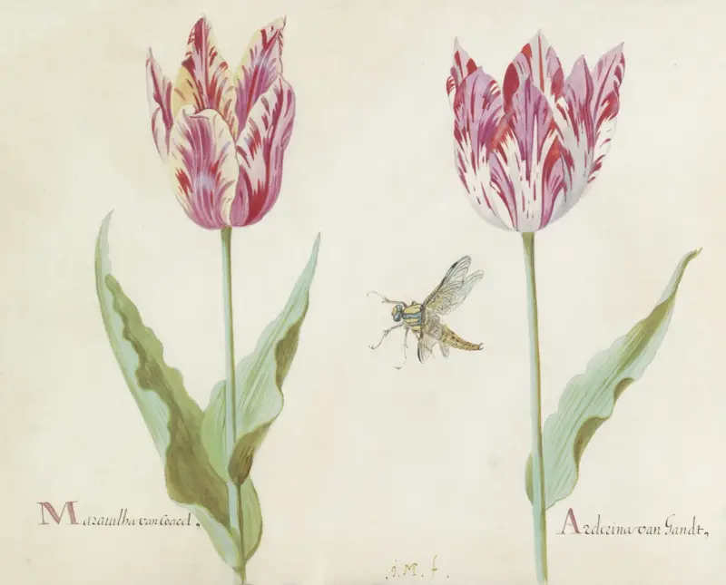 Twee tulpen met vlieg Marauilha van Coacel Arderina van Gandt av Jacob Marrel