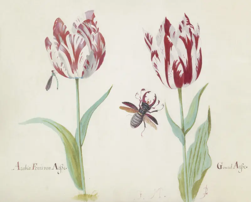 Zwei Tulpen mit einem Hirschkäfer von Jacob Marrel