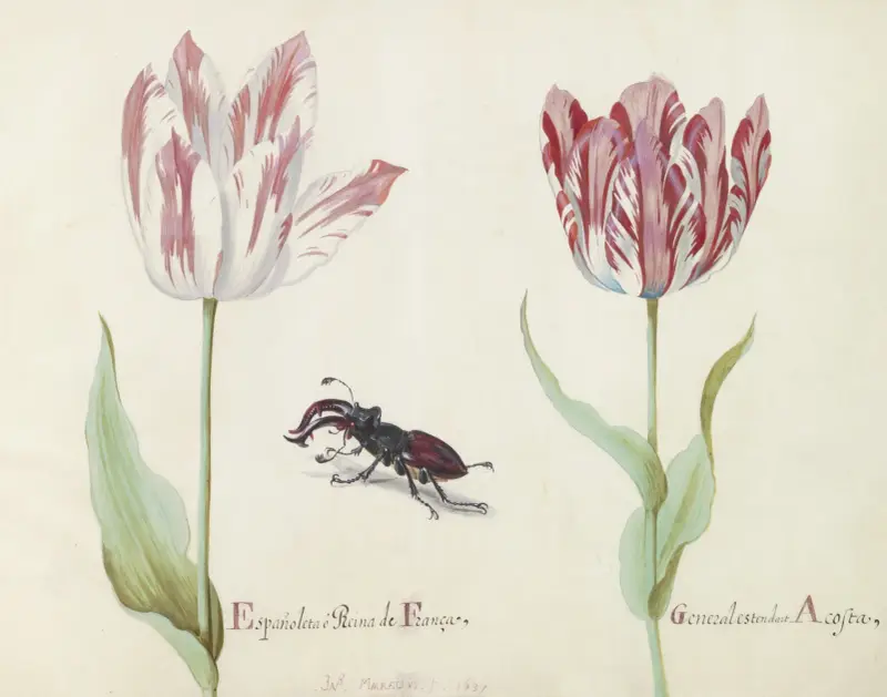 Zwei Tulpen mit Hirschkäfer Espanoleta o Reina de Franca General estendart Acosta von Jacob Marrel