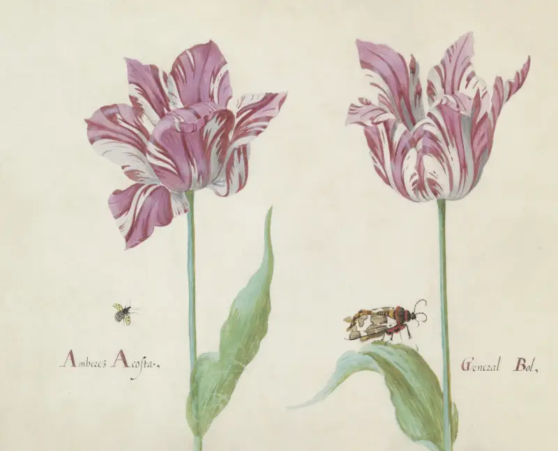 Zwei Tulpen mit fliegendem Käfer und Braunem Bärenspinner Amberez Acosta General Bol von Jacob Marrel