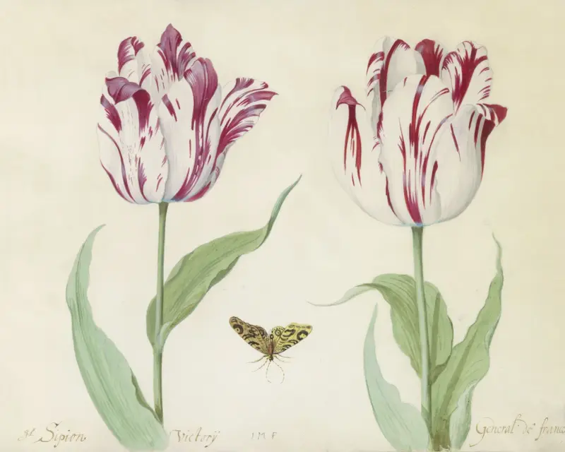 Twee tulpen met vlinder G(enera)l Sipion Victorij General de france av Jacob Marrel