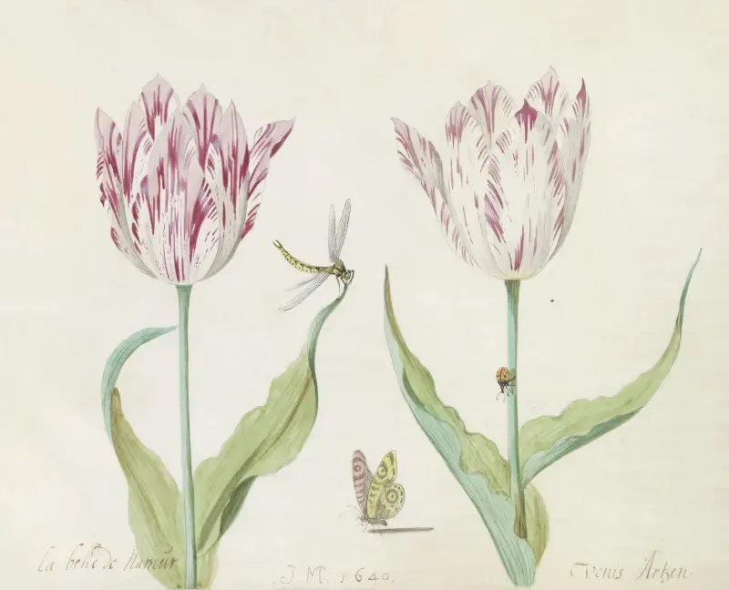 Två tulpaner med fjäril, trollslända och nyckelpiga, La belle de Namur Venis Artzen av Jacob Marrel